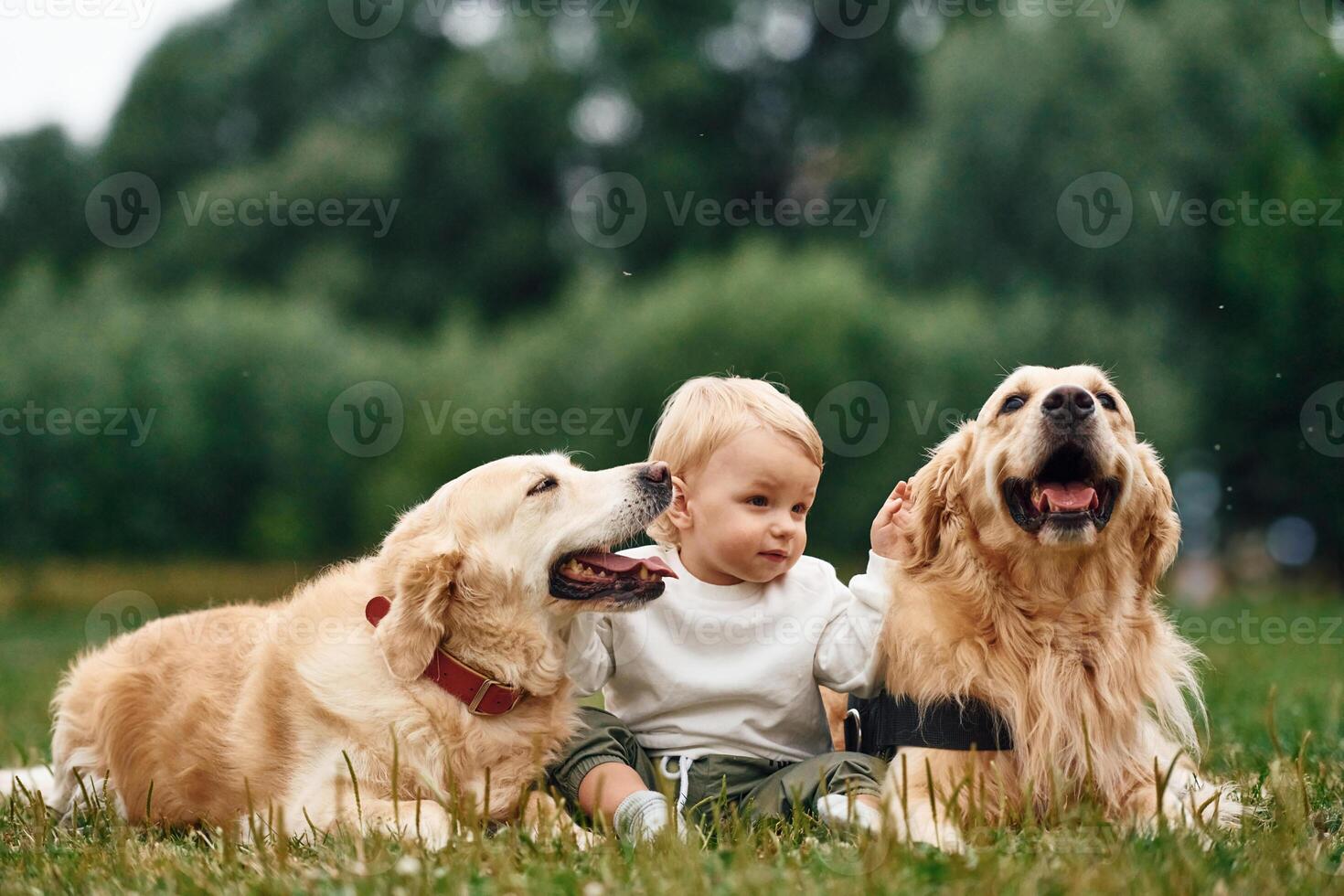Little boy with ,golden retriever dogs on the field photo