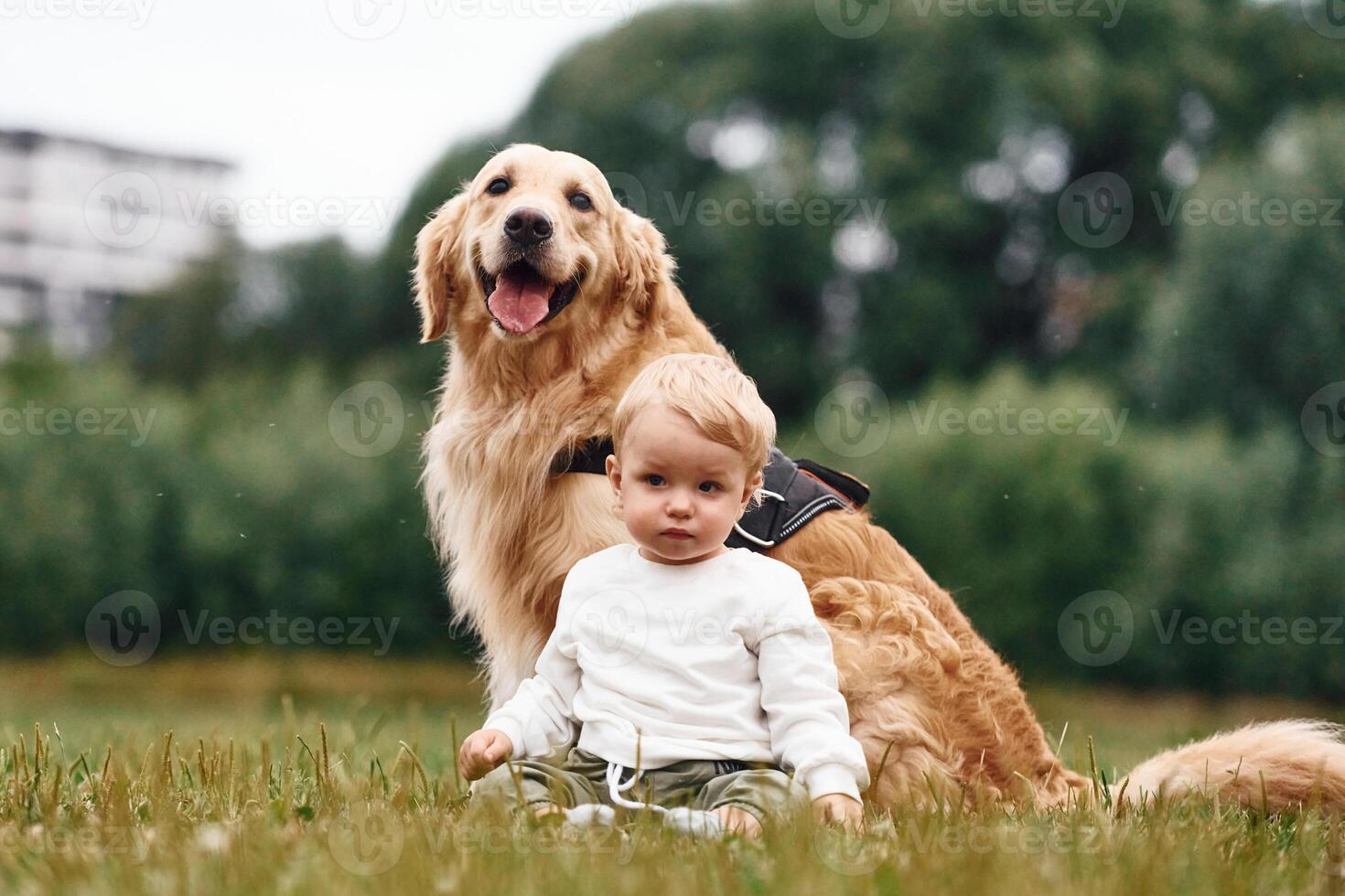 Sitting on ,the ground. Little boy with golden retriever dog on the field photo