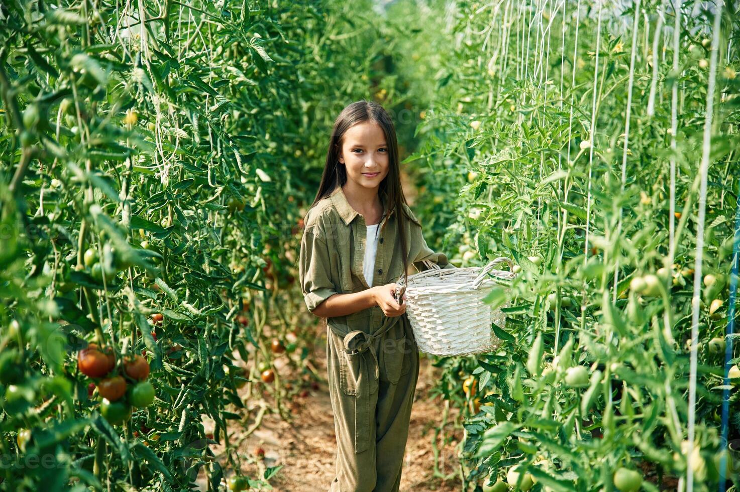White colored basket in hands. Little girl is in the garden with tomatoes.,, photo
