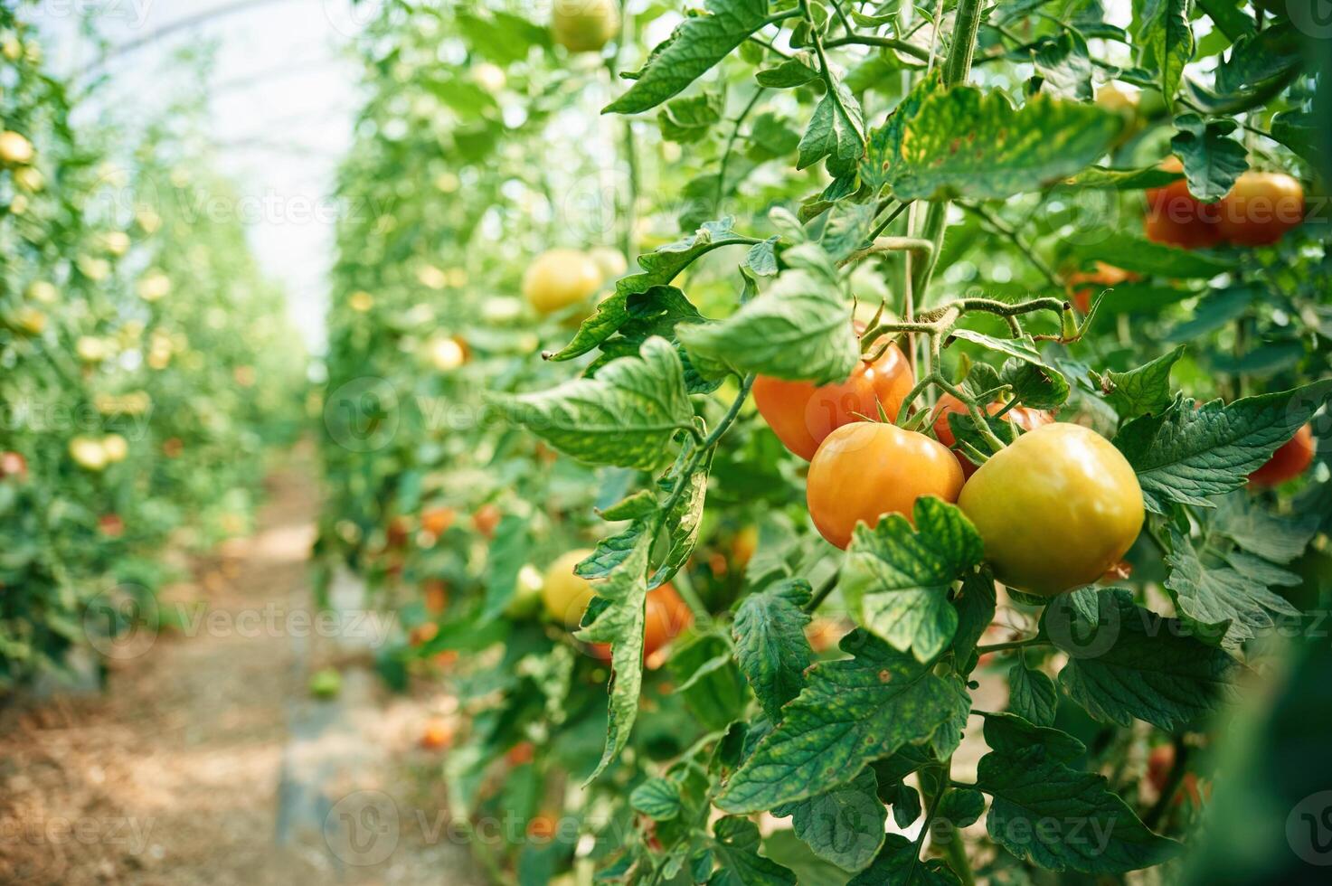 Growing process. Garden with, fresh, tomatoes at daytime photo