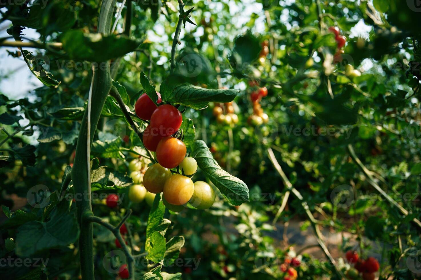 Garden with fresh tomatoes at daytime.. photo