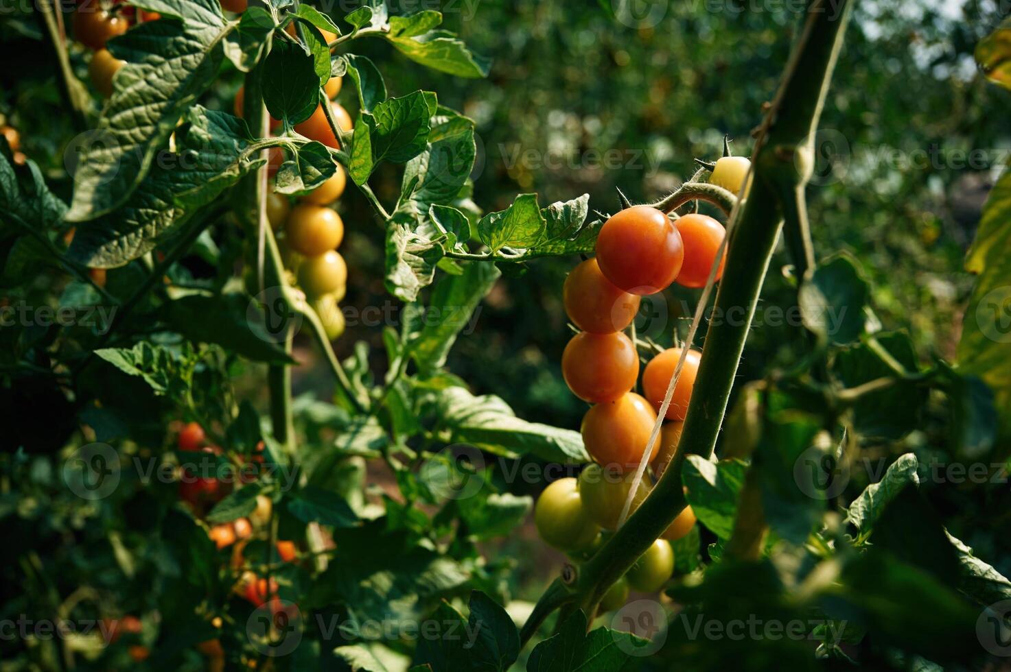 Garden with fresh tomatoes at daytime., photo