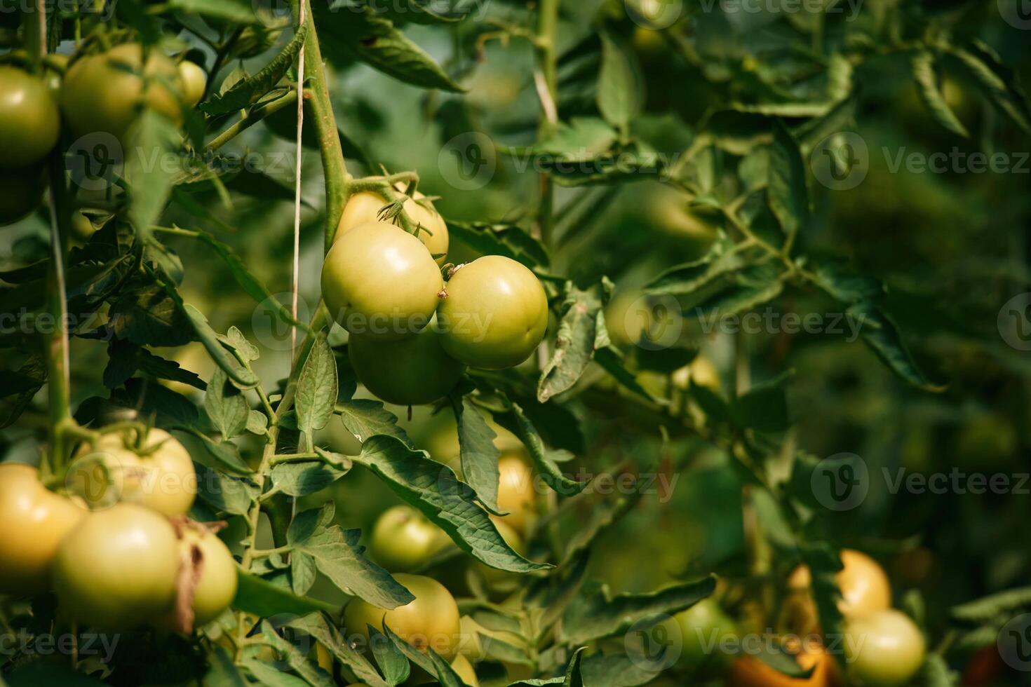 Close up view. Garden with fresh tomatoes, at daytime photo