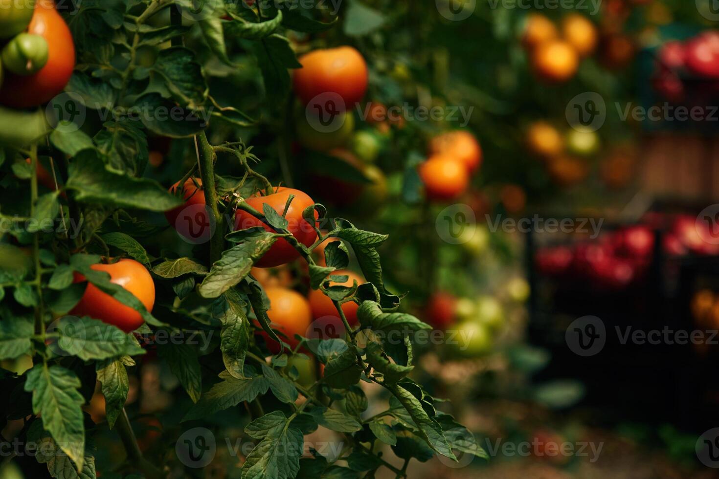 Close up, view. Garden with fresh tomatoes at daytime photo