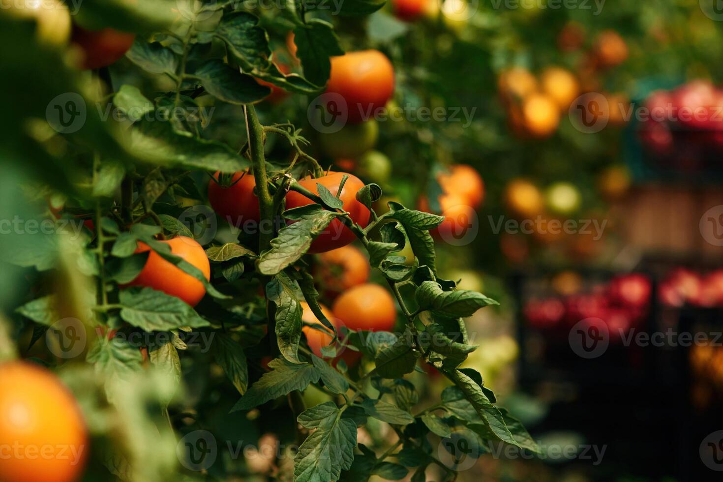Close, up view. Garden with fresh tomatoes at daytime photo
