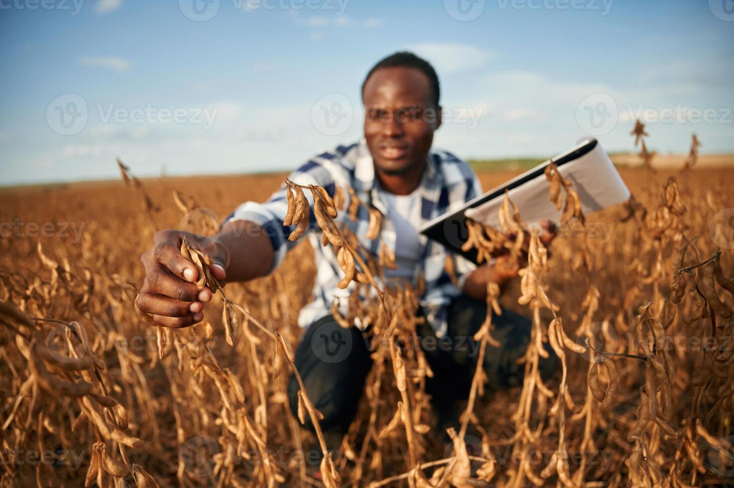 Notepad ,with documents ,in hands, checking wheat. Beautiful African American man is in the agricultural field photo