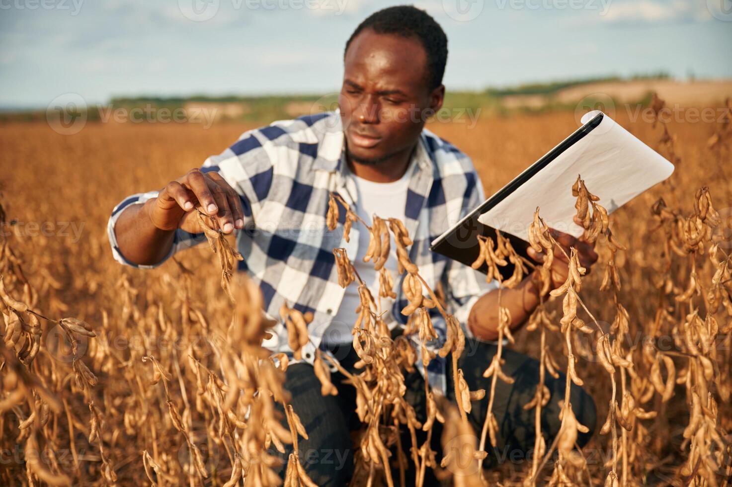 Notepad with ,documents in hands,, checking wheat. Beautiful African American man is in the agricultural field photo