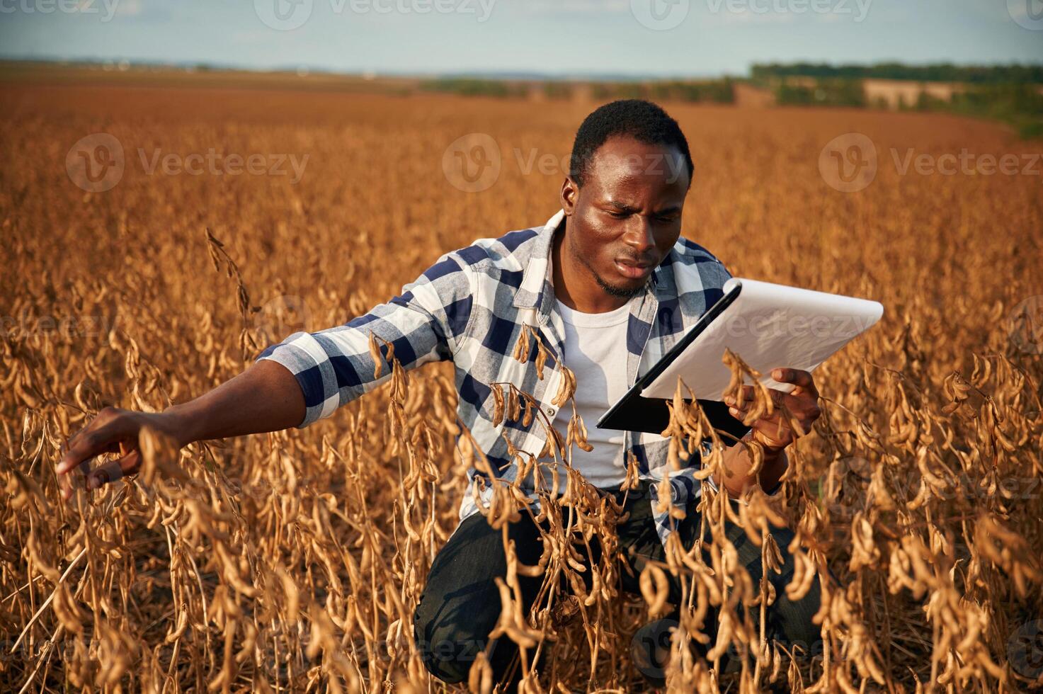 Notepad with documents in ,hands,, checking wheat. Beautiful African American man is in the agricultural field photo