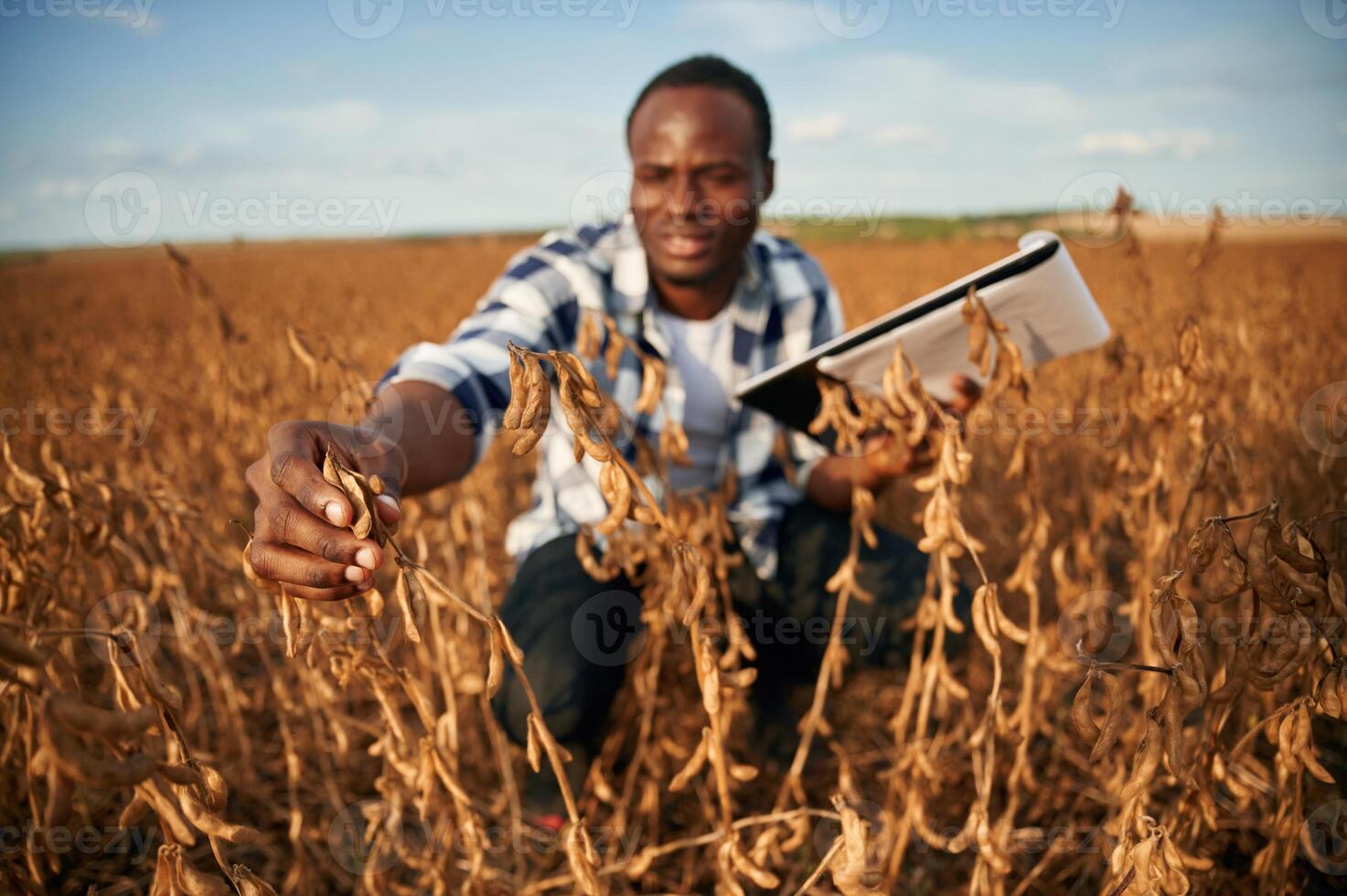 Notepad with, documents in hands, checking wheat. Beautiful African American man is in the agricultural field photo
