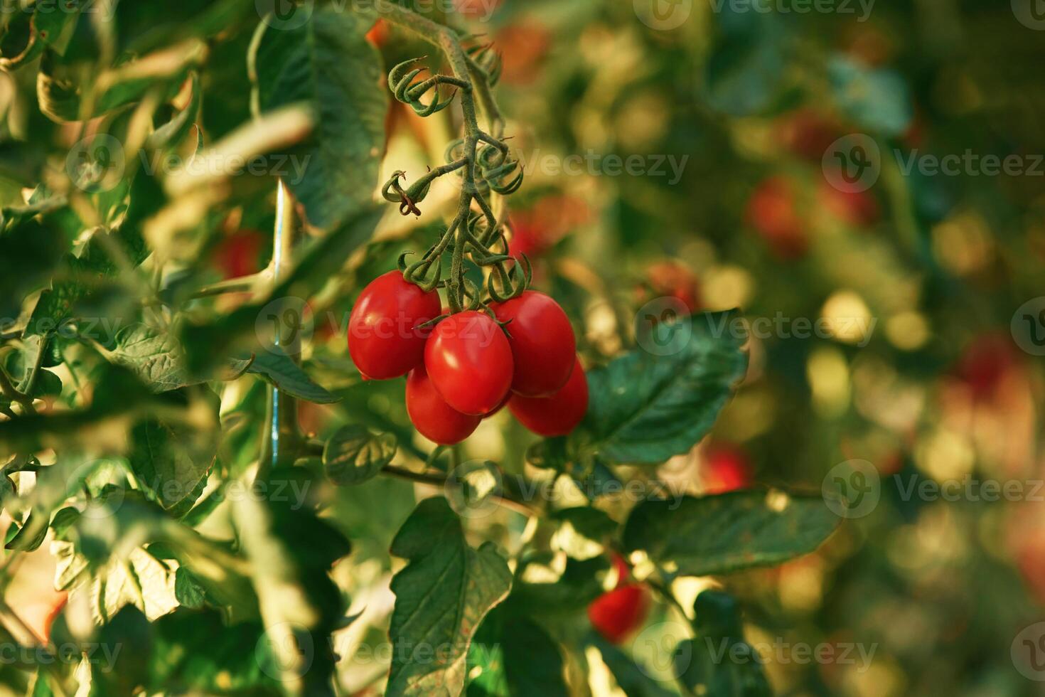Fresh vegetables. Close, up, view of tomatoes on the farm photo
