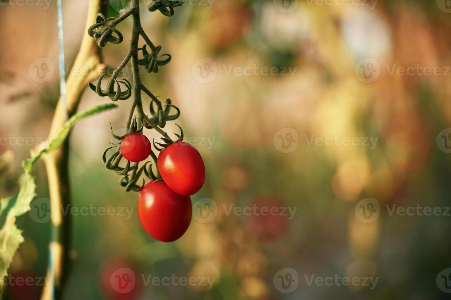 Fresh vegetables. Close up ,view of tomatoes on the farm photo