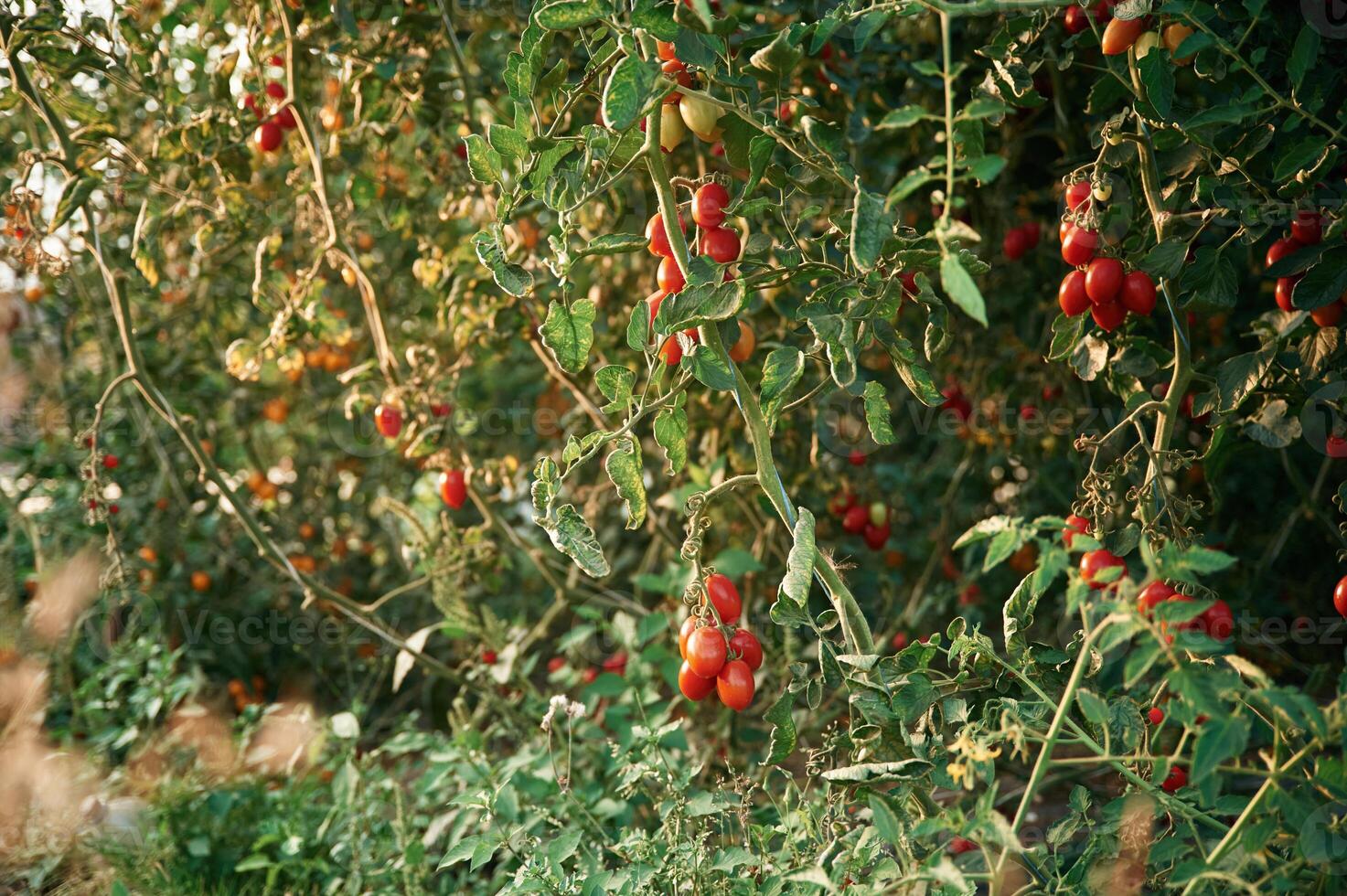 Fresh vegetables... Close up view of tomatoes on the farm photo