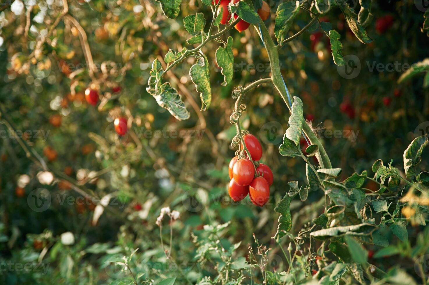 Fresh, vegetables.. Close up view of tomatoes on the farm photo