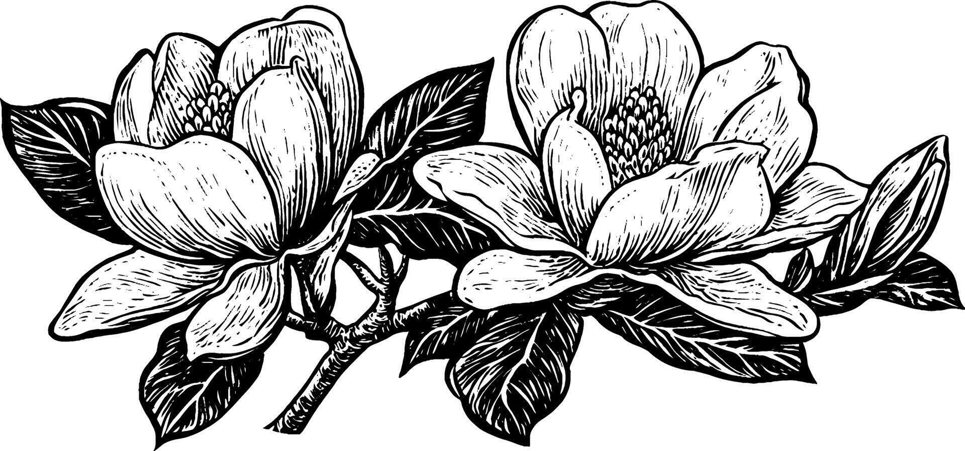 A detailed black and white illustration of magnolia flowers with leaves, showcasing their intricate petals and natural beauty. vector