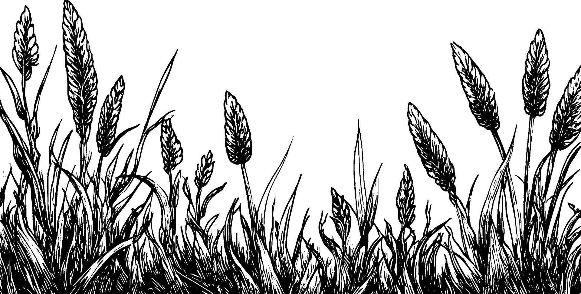 A detailed black and white illustration of tall grass and wheat-like plants, showcasing intricate line work and textures. The composition emphasizes the natural beauty of the plants against a plain background. vector