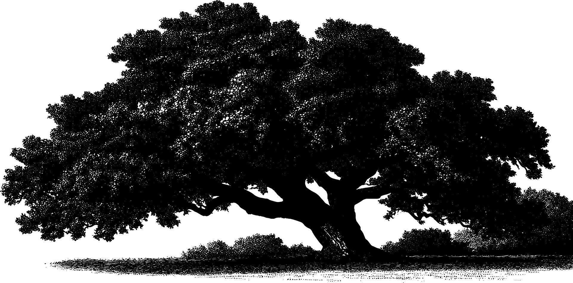 Engraved illustration of majestic old oak tree for nature design projects. vector