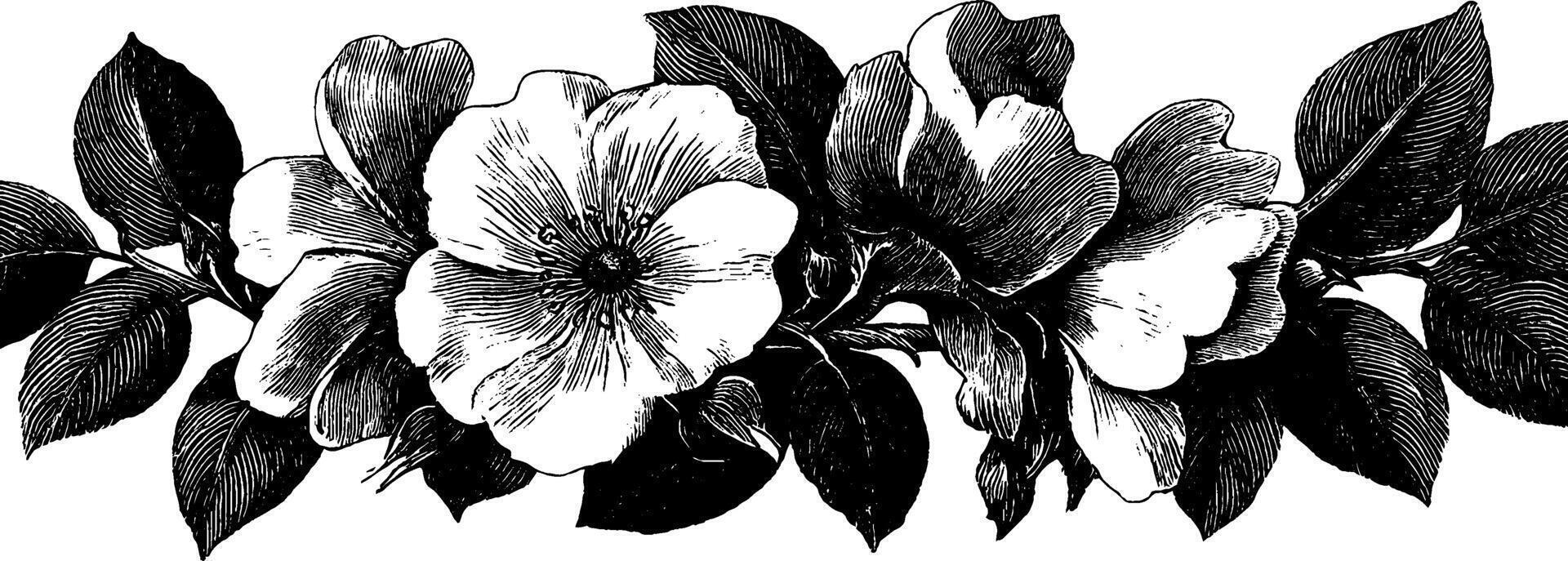 Retro floral design in 1950s woodcut style for vintage prints and posters. vector