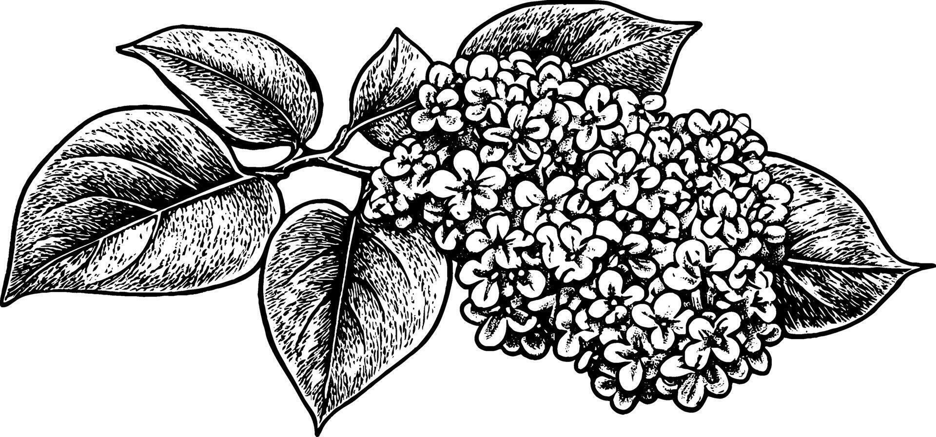 A detailed black and white illustration of lilac flowers with leaves. The lilac cluster is dense with small blossoms, surrounded by broad, textured leaves. vector