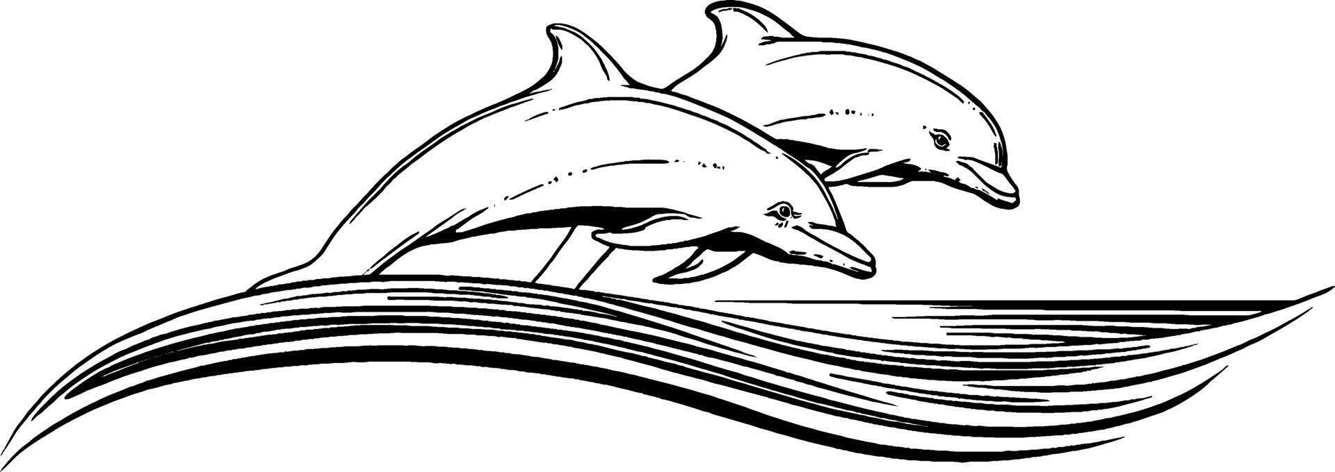Engraved illustration of dolphins jumping over waves for ocean-themed designs. vector