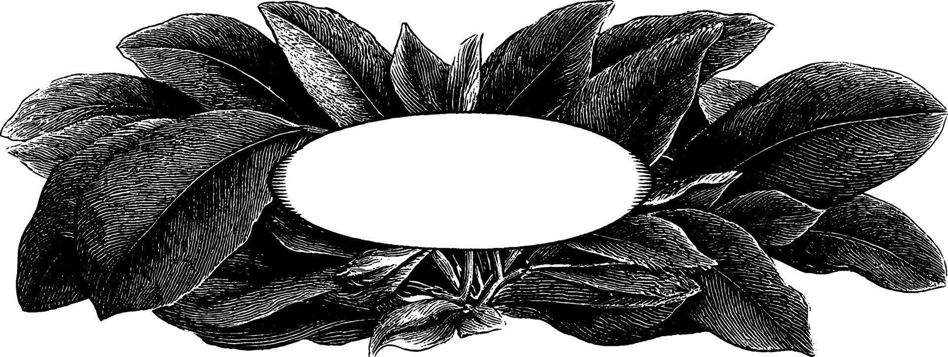 Engraved botanical design with leaves forming oval frame for decoration or print. vector