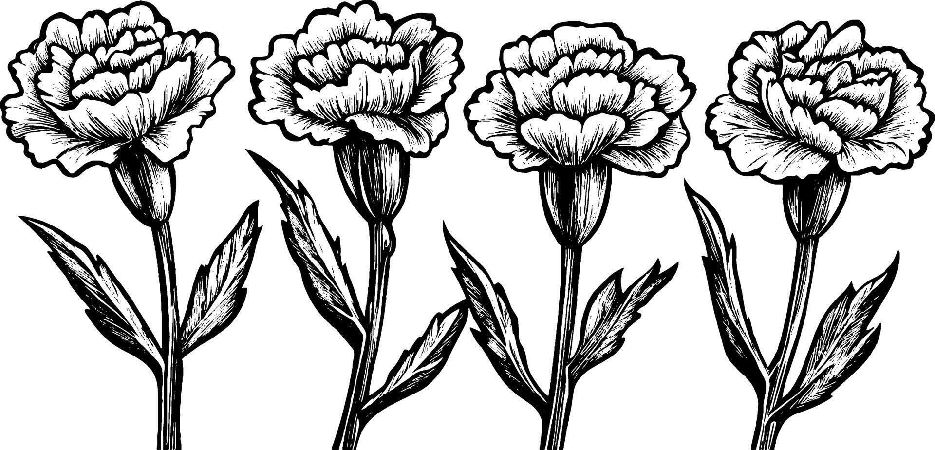 A detailed black and white illustration of four carnation flowers, showcasing their layered petals and slender stems with leaves. vector