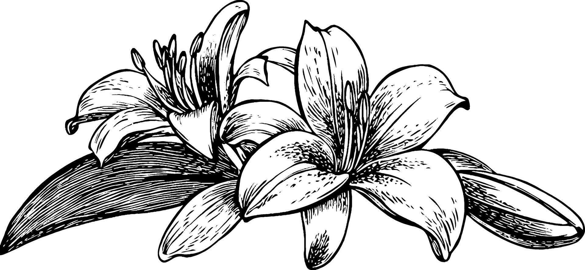 A detailed black and white illustration of two blooming lilies with leaves. The flowers are elegantly drawn, showcasing their petals and natural beauty. vector