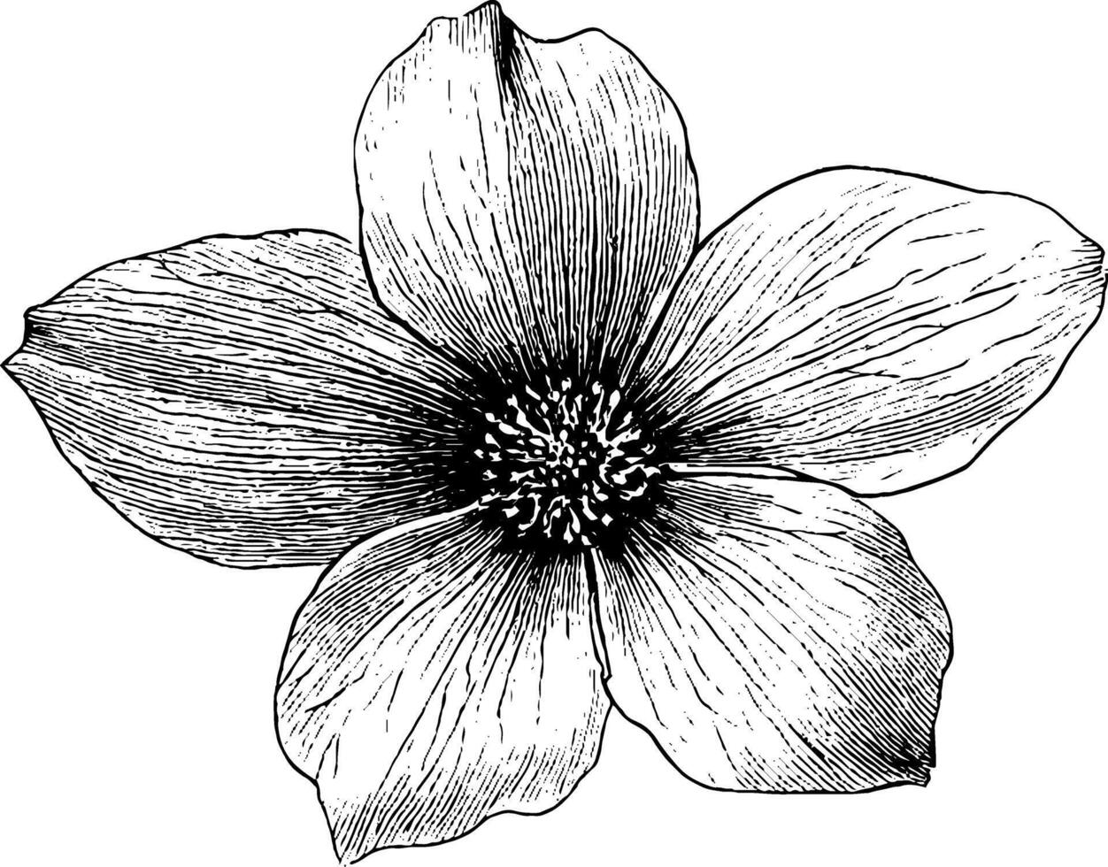 Detailed engraved illustration of a small pressed flower for botanical design. vector
