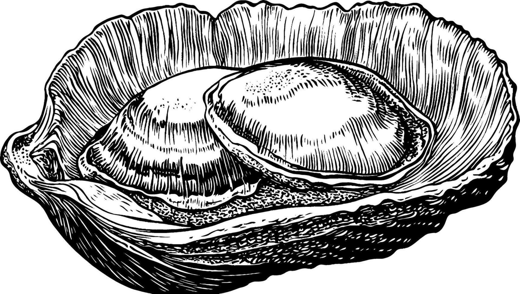 A detailed illustration of a scallop shell with two scallops inside, showcasing intricate textures and patterns. vector