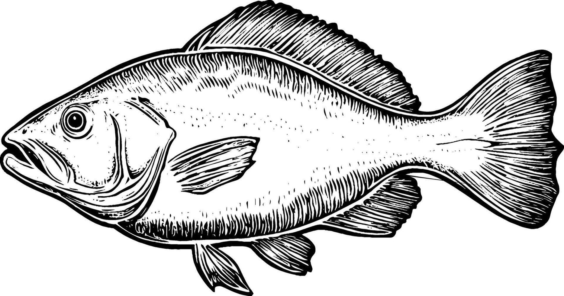 A detailed illustration of a fish, showcasing its fins, scales, and facial features in a black and white style. vector
