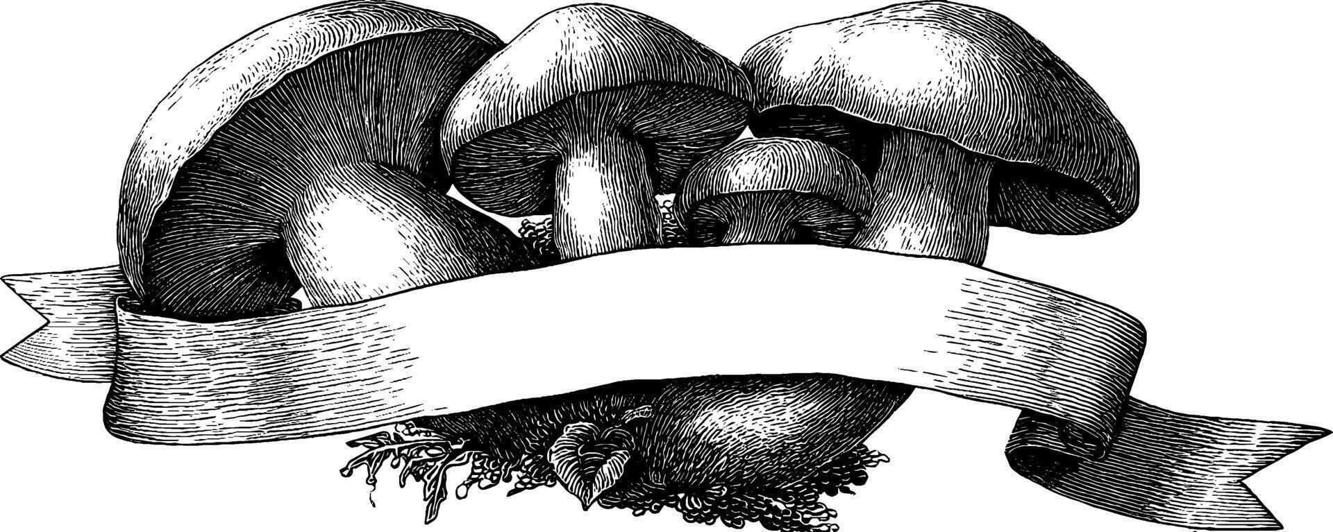 Whimsical engraved illustration of mushrooms with banner for design and decoration. vector