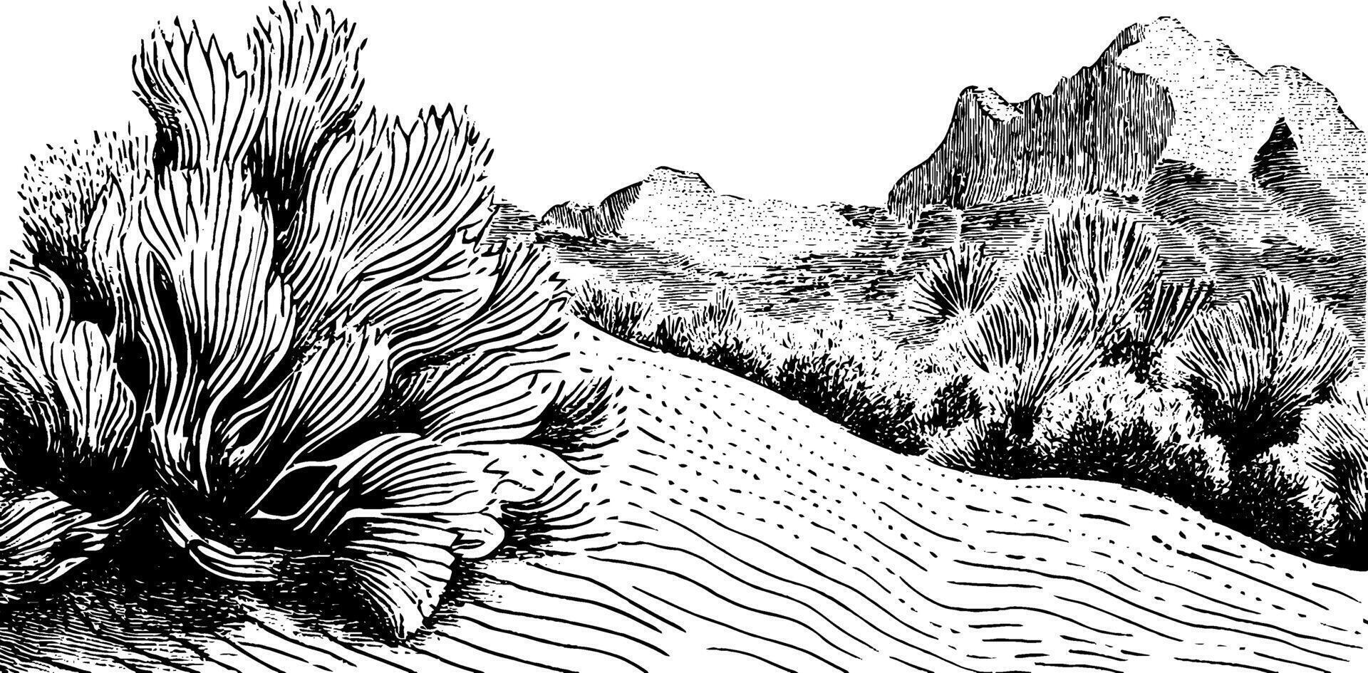 A detailed black and white illustration of a desert landscape featuring sand dunes, sparse vegetation, and distant mountains. The artwork captures the textures of the sand and plants, creating a serene and natural scene. vector