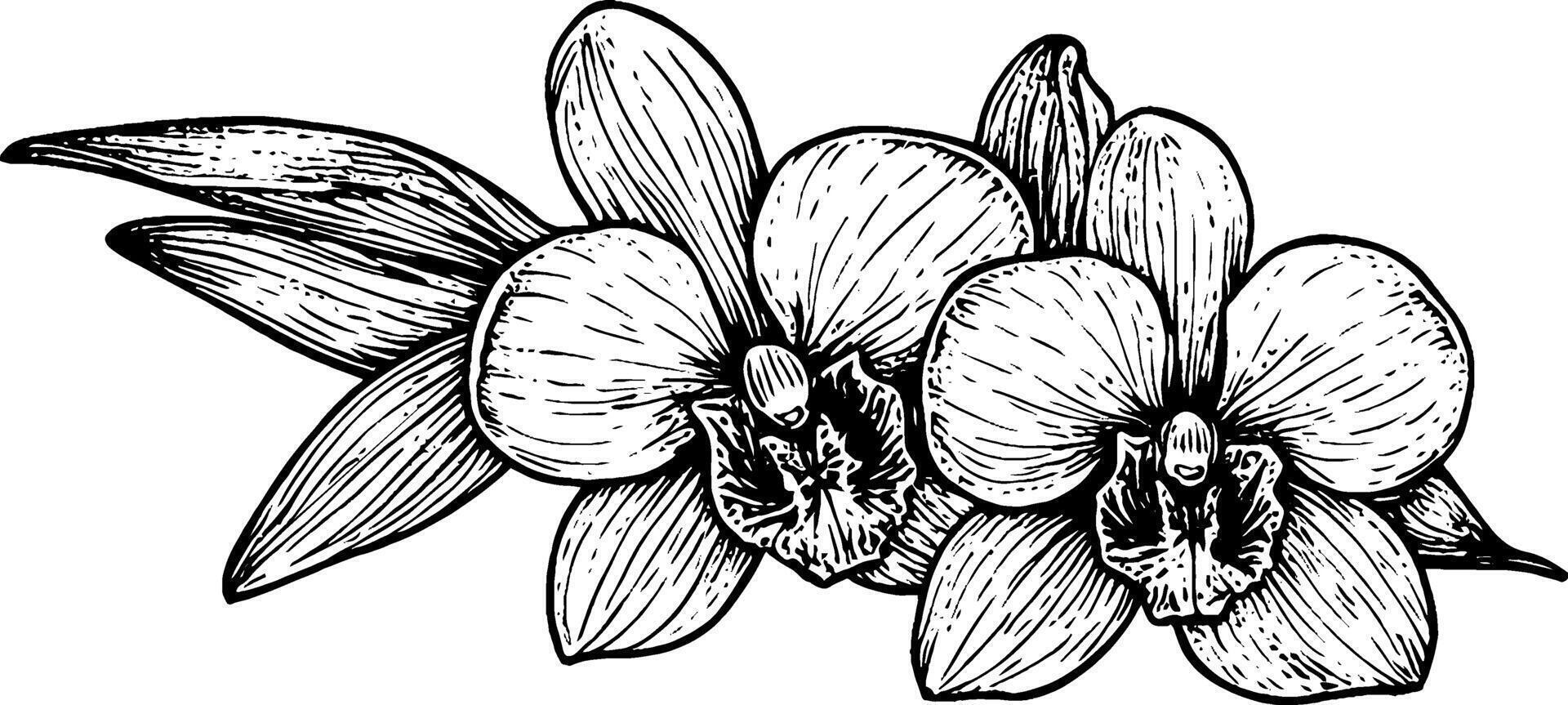 A detailed black and white illustration of two orchids with leaves, showcasing intricate petal designs and textures. vector