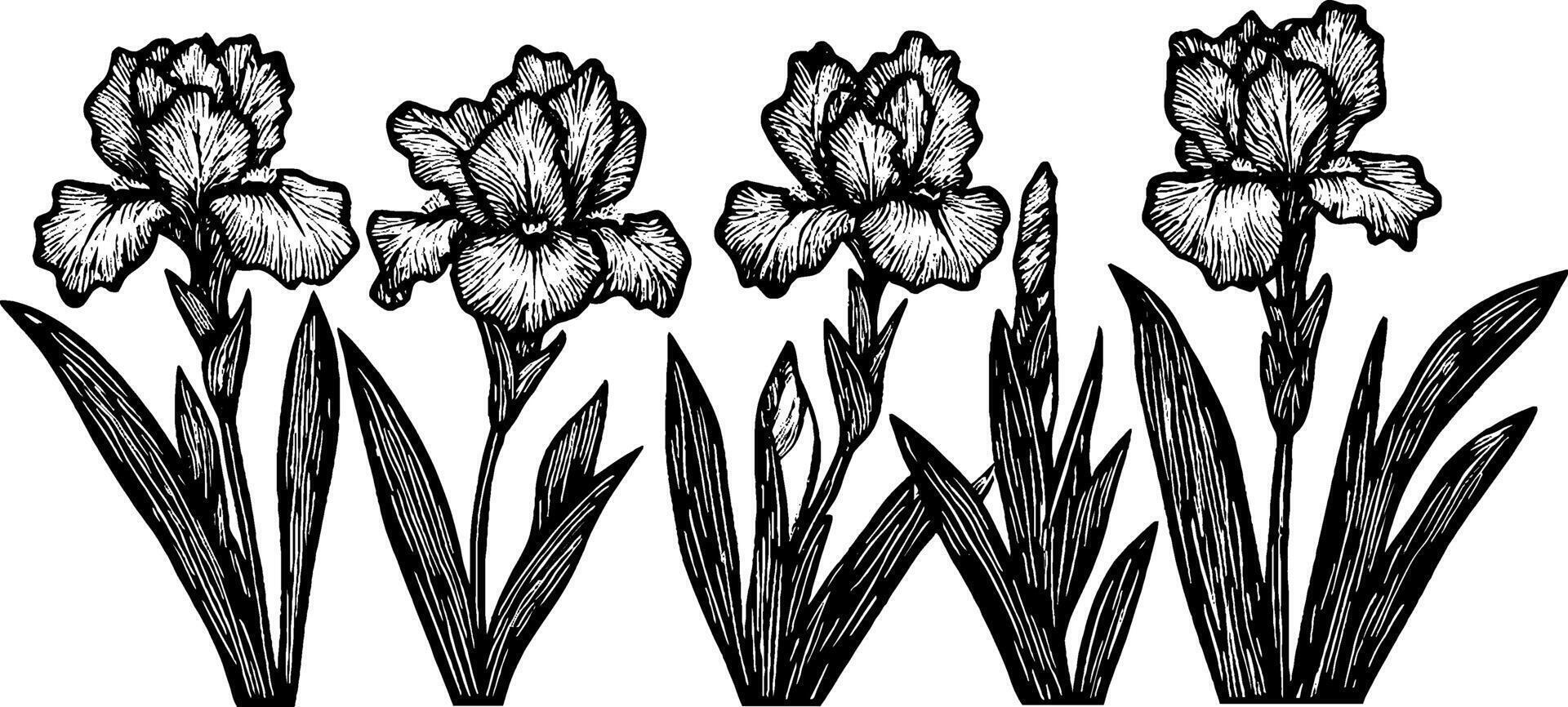 A detailed black and white illustration of irises, showcasing multiple flowers with intricate petal designs and lush green leaves. vector