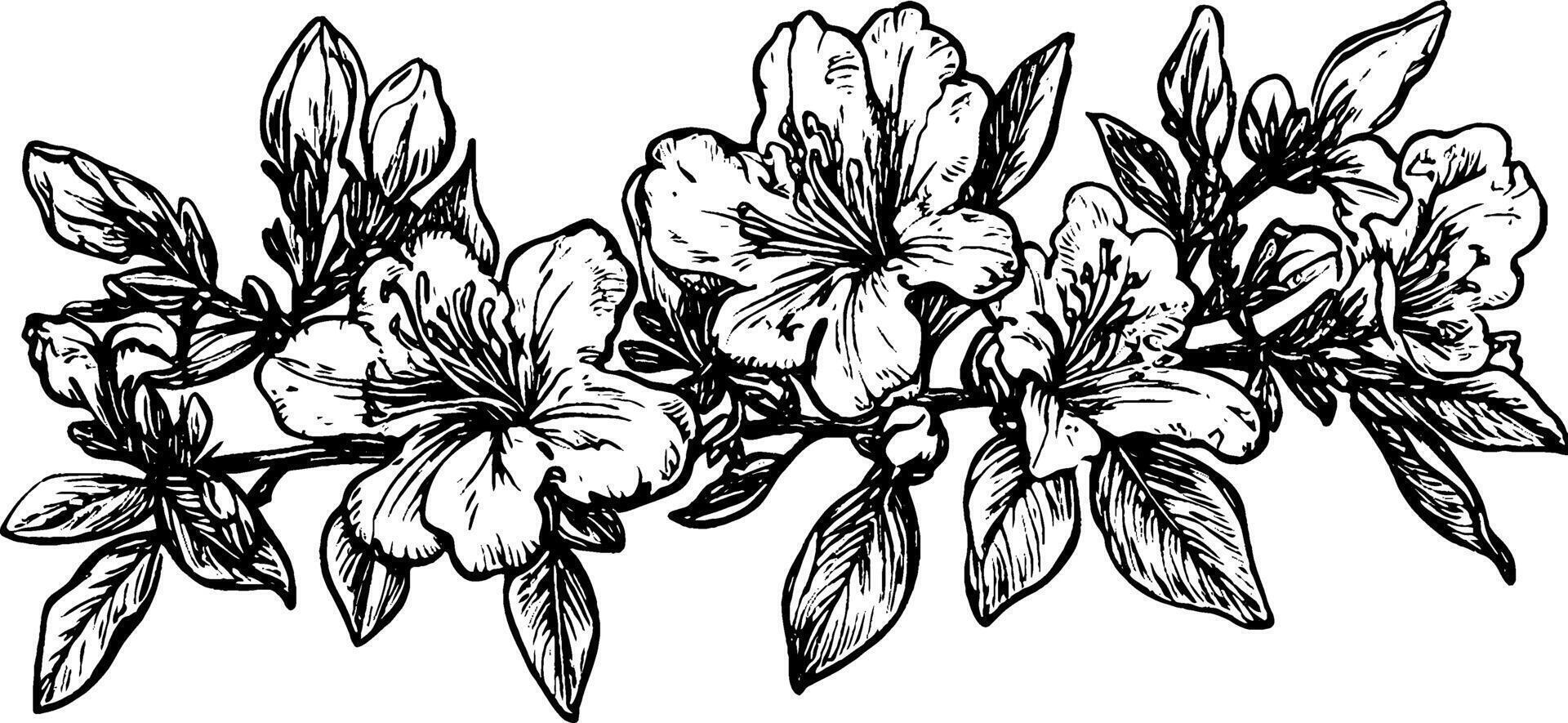 A detailed black and white illustration of azalea flowers with leaves, showcasing intricate line work and shading. vector