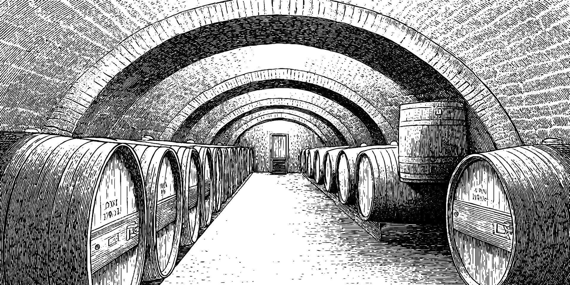 Underground wine cellar with wooden barrels in arched stone corridor. vector