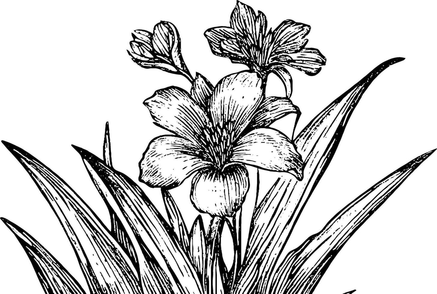 A detailed black and white illustration of flowers with long leaves, showcasing a prominent bloom and smaller blossoms in the background. vector