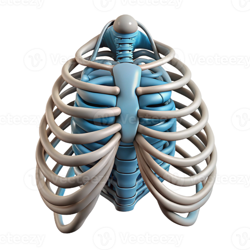 pristine timeless Isolated cutout, ultra-detailed, biomechanical ribcage with interwoven wires and cables with Transparent Background png