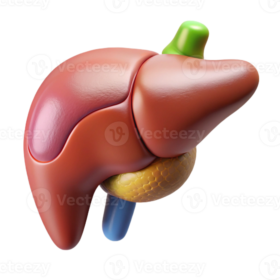 extraordinary coveted Ultra-detailed, isolated cutout, biomechanical liver with enhanced detoxification capabilities with Transparent Background png