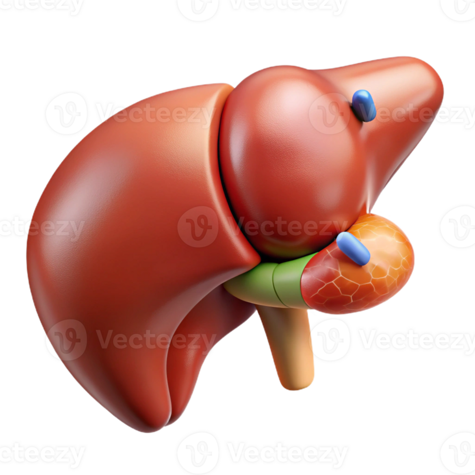 remarkable nordic Ultra-detailed, isolated cutout, biomechanical liver with enhanced detoxification capabilities with Transparent Background original png