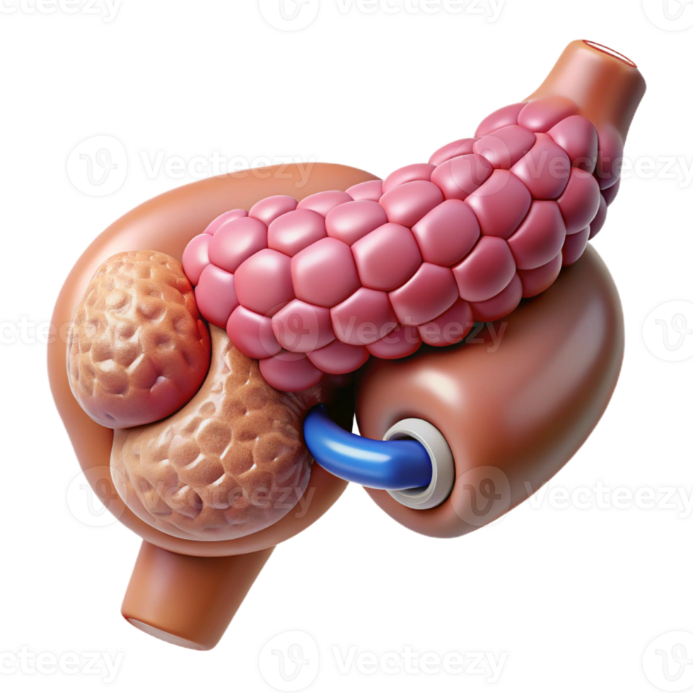splendid calm avant-garde Isolated cutout, ultra-detailed, biomechanical pancreas with regulated insulin production with Transparent Background artisan png