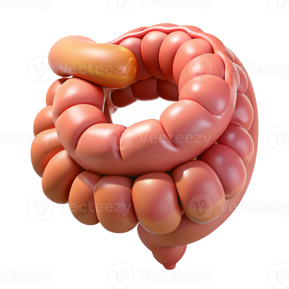 quintessential rustic Hyper-specific, photorealistic render of a biomechanical intestine segment with enhanced digestion capabilities, isolated cutout with Transparent Background 4K png