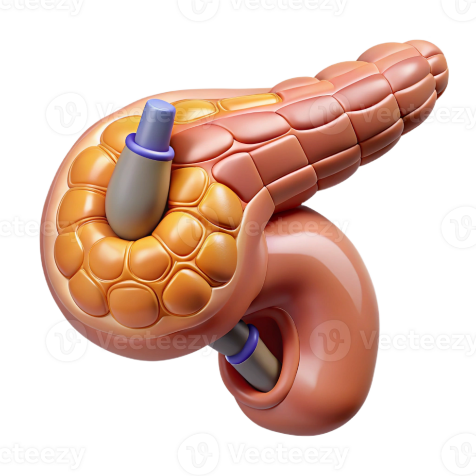 exceptional classic Isolated cutout, ultra-detailed, biomechanical pancreas with regulated insulin production with Transparent Background sharp png