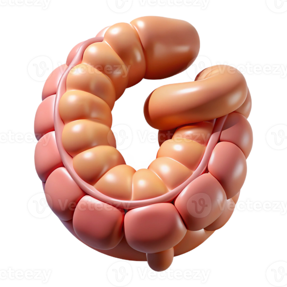 mysterious dramatic Hyper-specific, photorealistic render of a biomechanical intestine segment with enhanced digestion capabilities, isolated cutout with Transparent Background high quality png