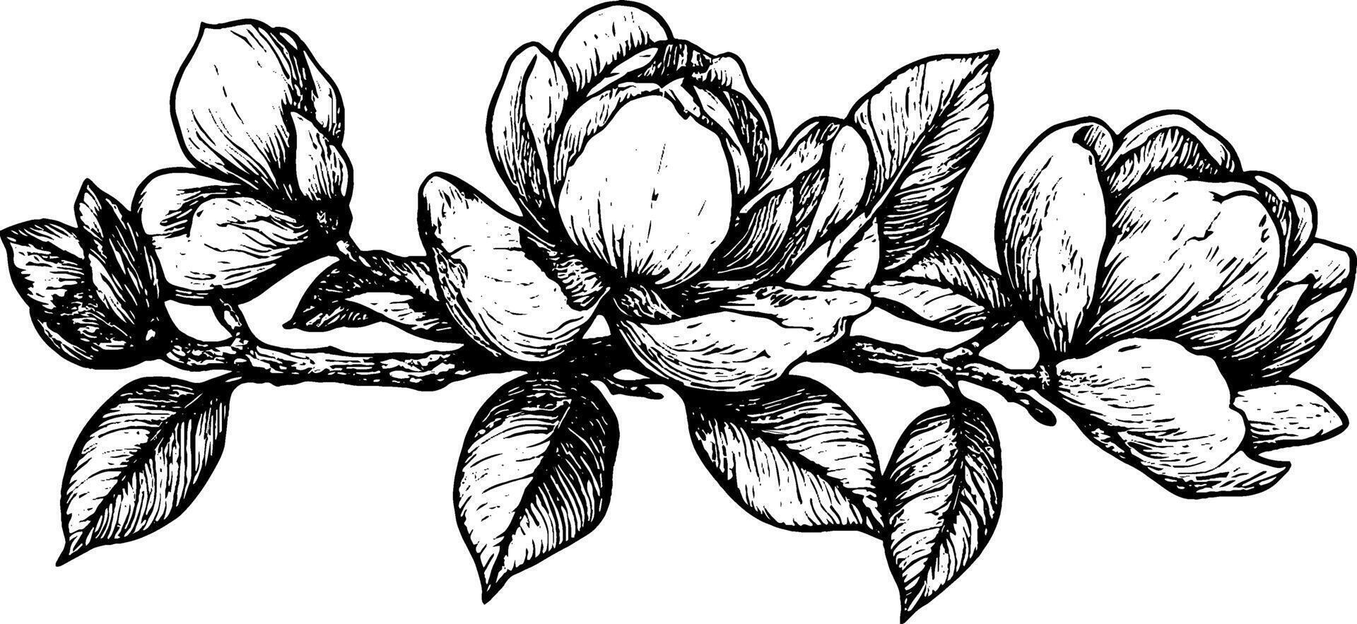 A detailed black and white illustration of magnolia flowers on a branch, showcasing intricate petal and leaf designs. vector