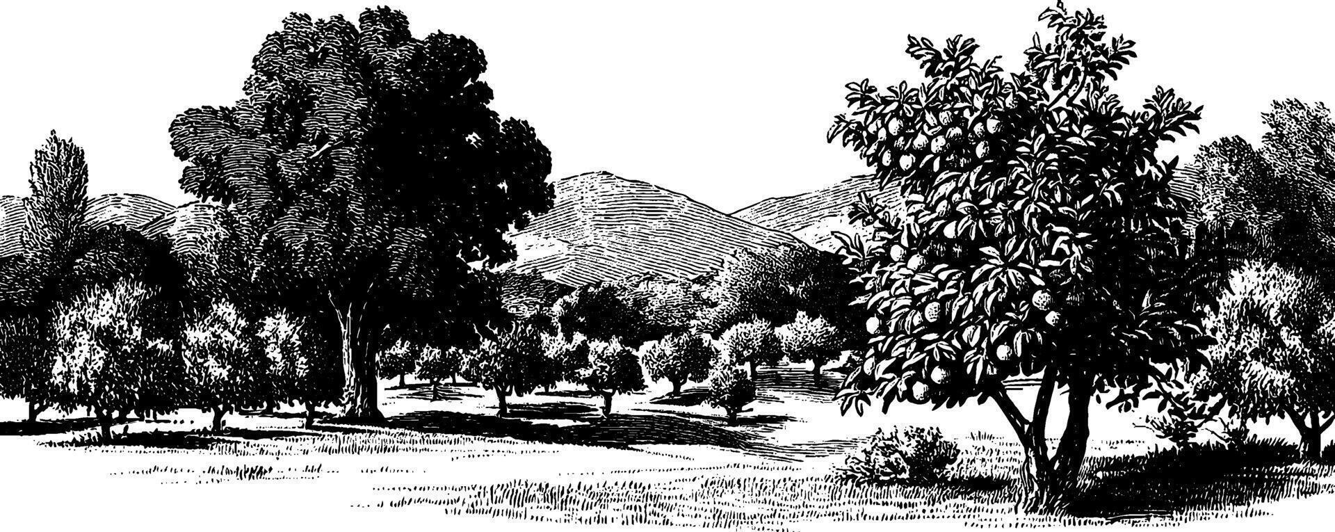 Vintage orchard landscape in 1950s woodcut style black and white illustration. vector