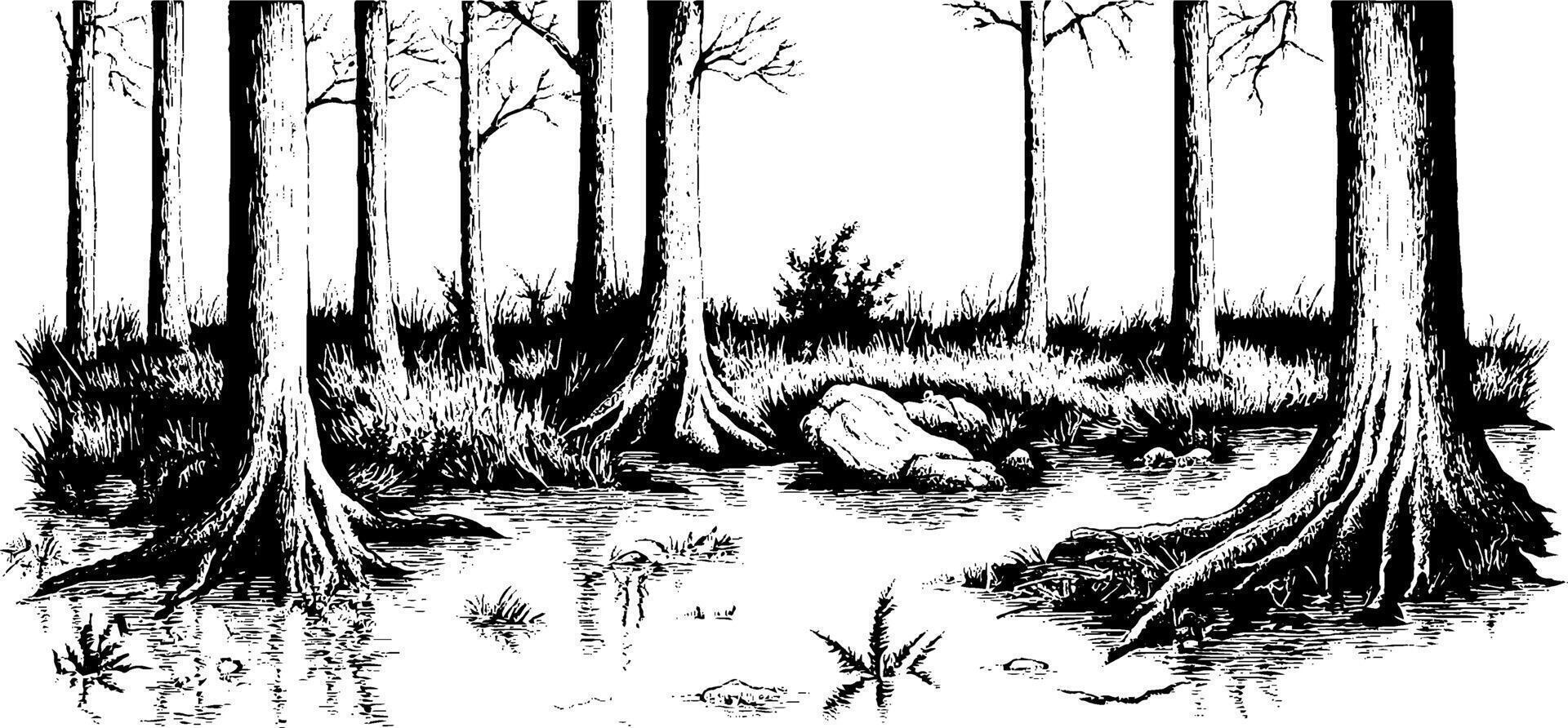 A detailed black and white illustration of a swampy forest scene, featuring tall trees with exposed roots, a small body of water, and patches of grass and shrubs. vector