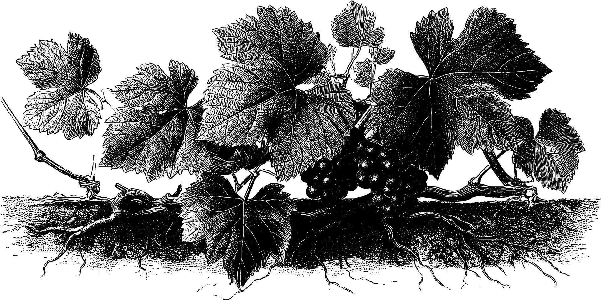 Botanical illustration of grapevine with leaves and grapes. vector