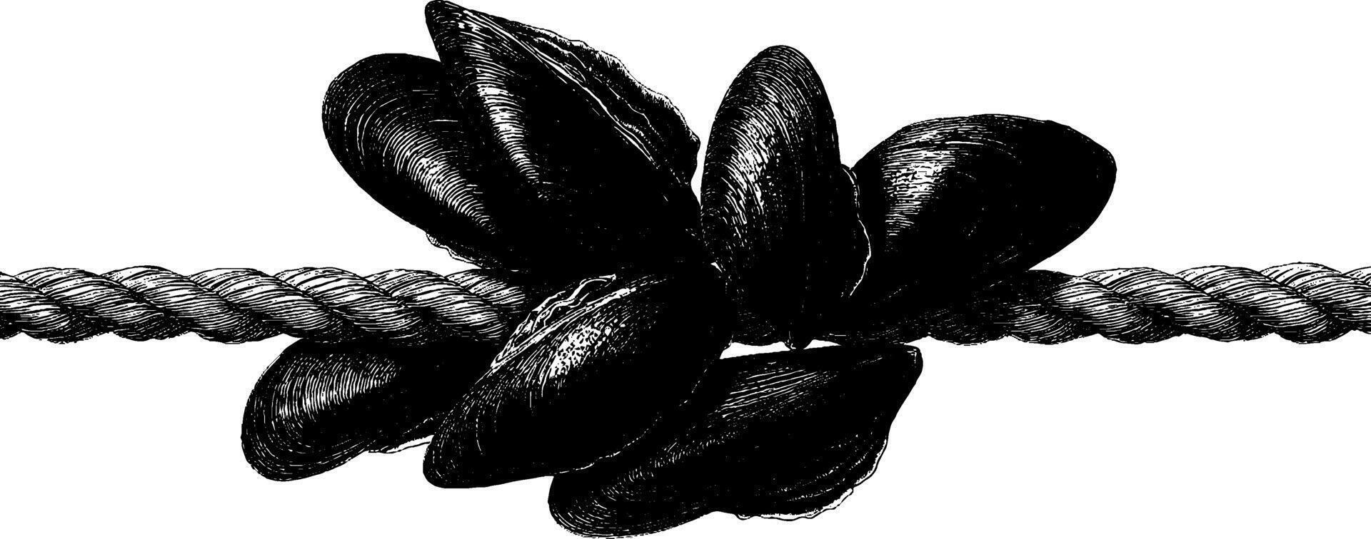 Vintage illustration of rope with cluster of mussel shells. vector