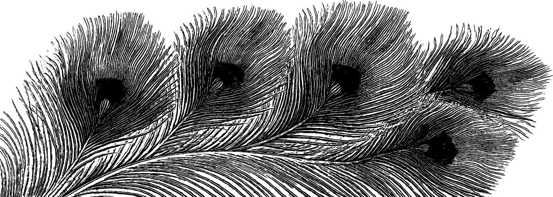 Intricate engraved peacock feathers flowing in elegant design for art projects. vector