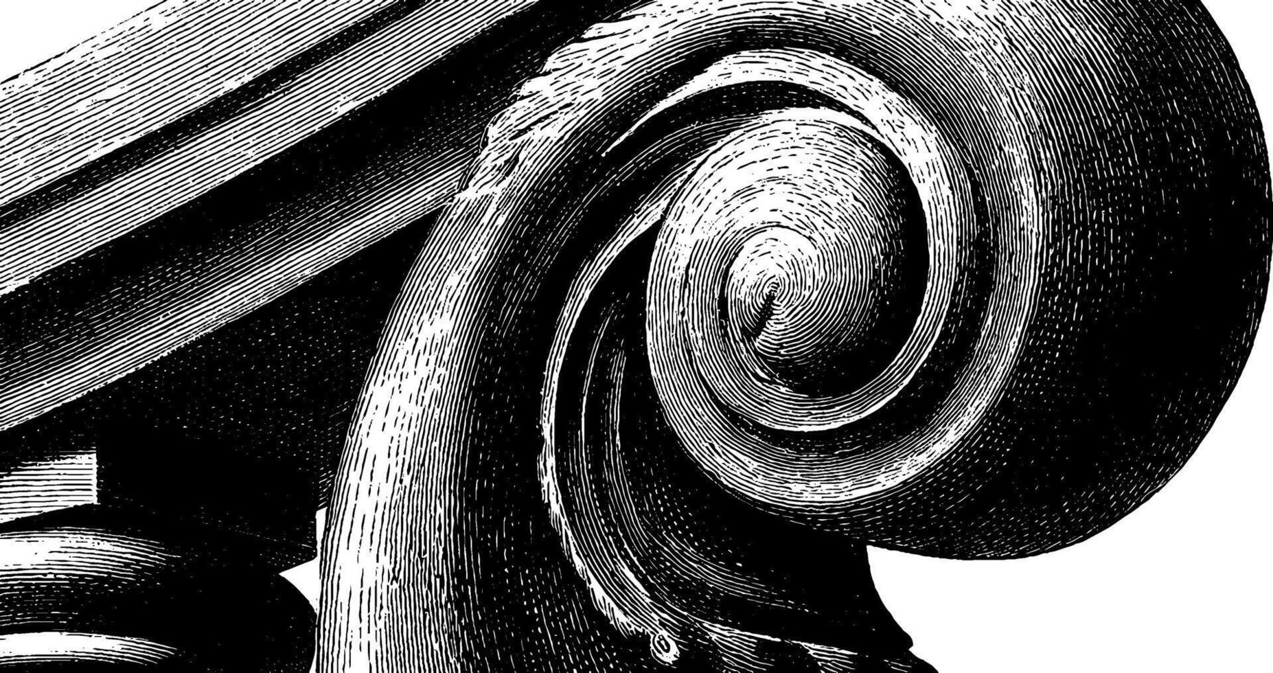 Detailed ionic column capital, classical architecture design, black and white engraving. vector